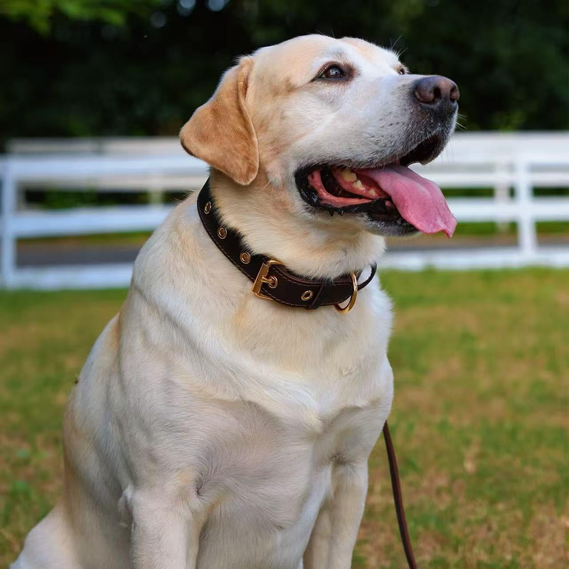 Premium Genuine Leather Dog Collar/Durable Real Leather Adjustable Collars For Male Female （size: L）