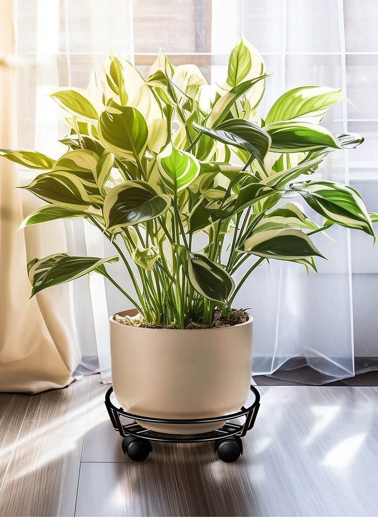 Black Round Wheel Plant Caddy