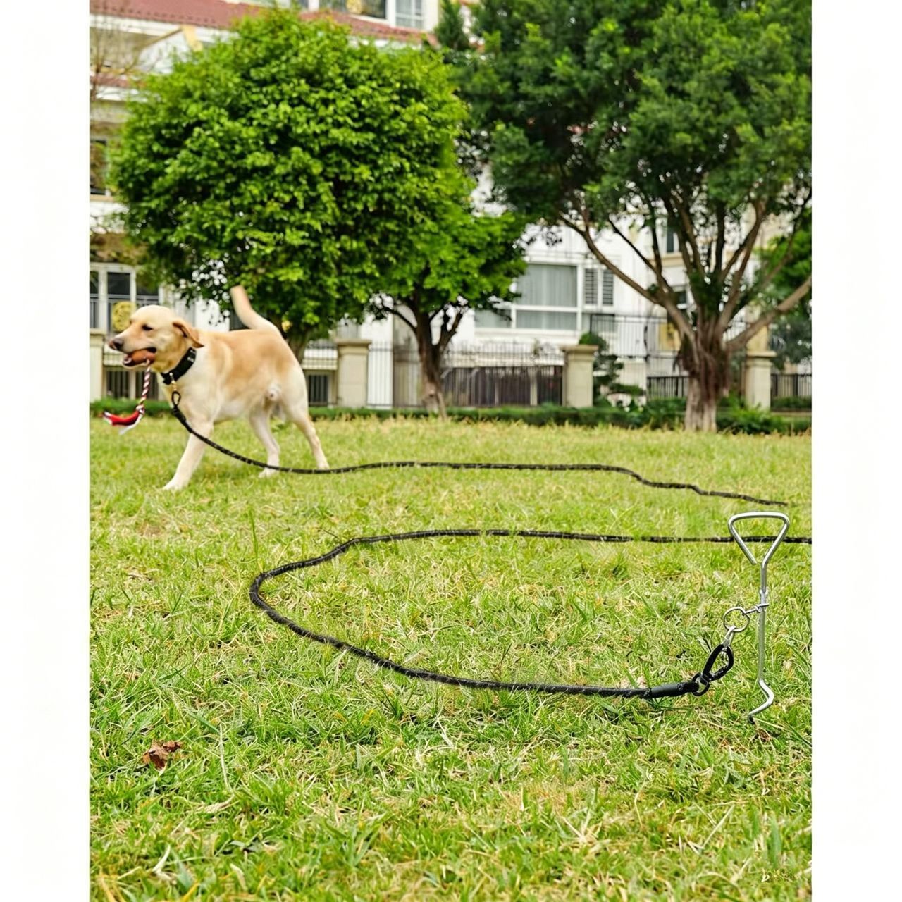 Large Dog Leash Black 02
