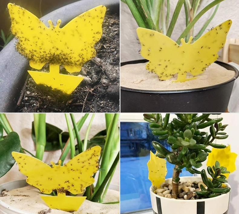 20-pack Fly Trap Flycatchers, Effective Butterfly Control