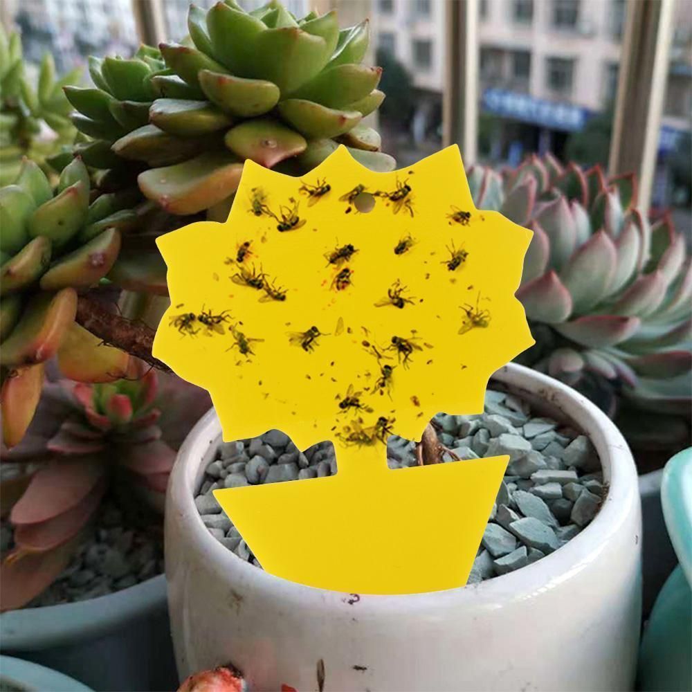 20 Pack Fly Trap, Cute and Effective Escape Flycatchers