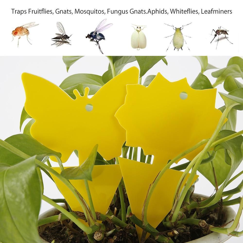 20 Pack Flycatchers, Fly Trap, Cute and Effective Die