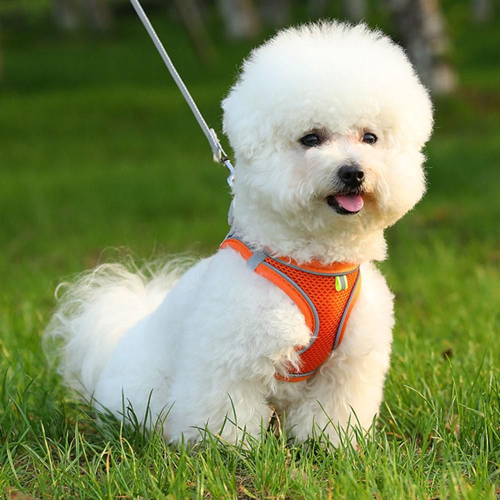 Pet Cat Harness and Leash Set Breathable Vest with Reflective Strip for Kitten Walking Traveling Orange - S