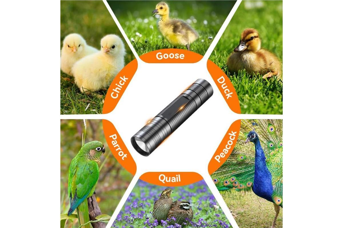 3 in 1 Egg Candler Light for Chicken Ostrich Eggs