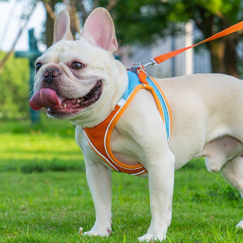 Breathable Reflective Pet Harness Set: Vest-Style Dog Harness + Leash - Black-M