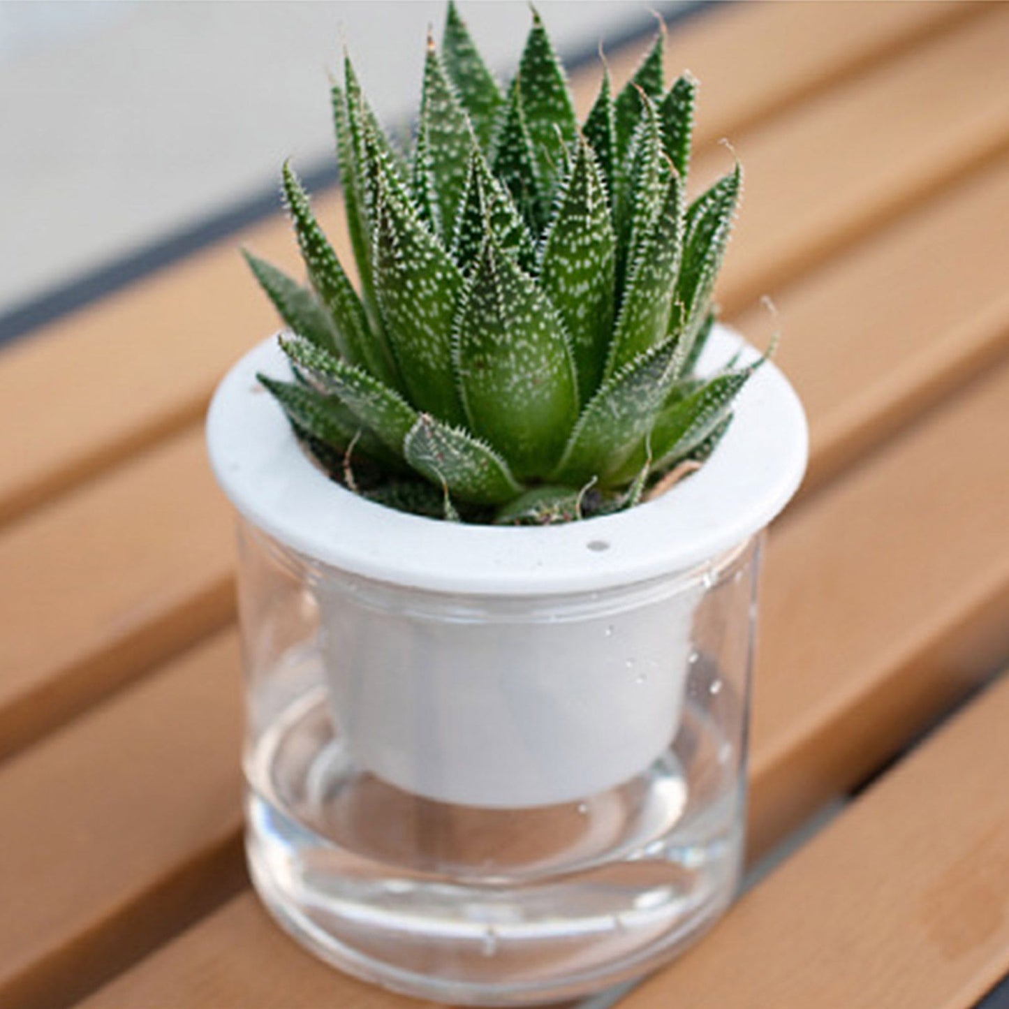 Automatic Water Absorbing Transparent Pot Creative Round Office Desktop Green Plant Hydroponic Plastic Flower Pots