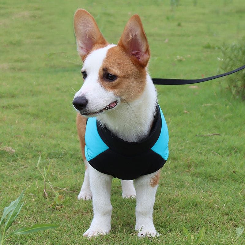 Winter Dog Ski Jacket with Waterproof and Windproof Polyester Shell, Thick PP Cotton Padding for Warmth, 3D Ergonomic Fit with D-Ring Leash Attachment, Ideal for Outdoor Walks and Snow Adventures (S, Red)