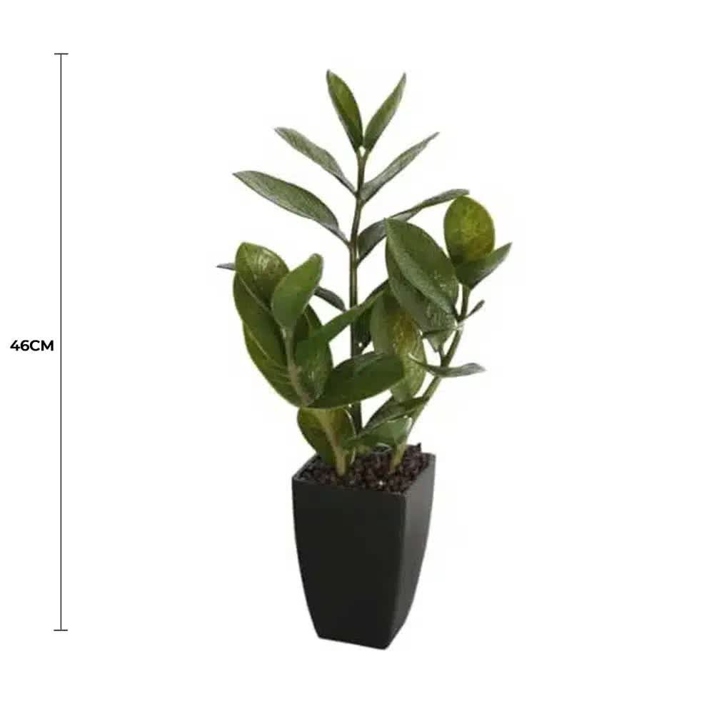 Potted Zanzibar 46cm